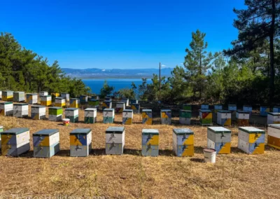 Beekeeping in Thassos quotes about thassos