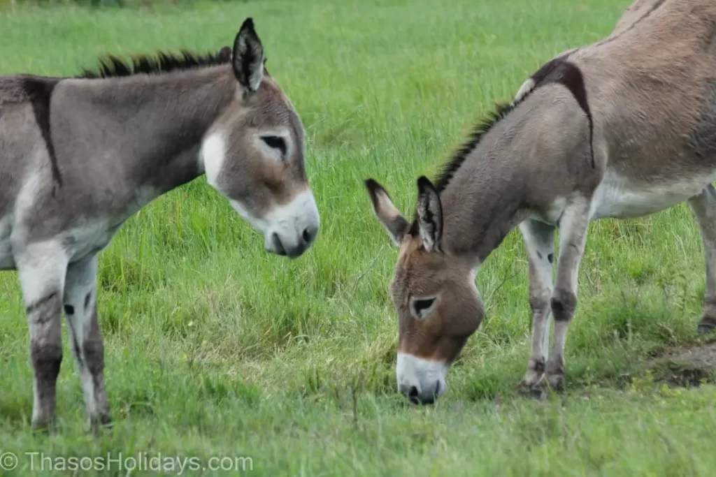 Two donkeys grazing on field